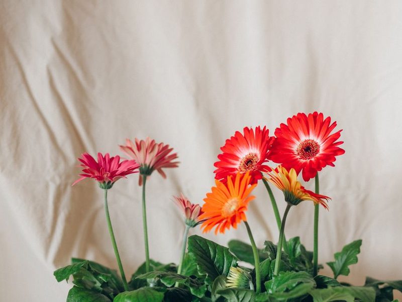 Gerberas de colores en macetas