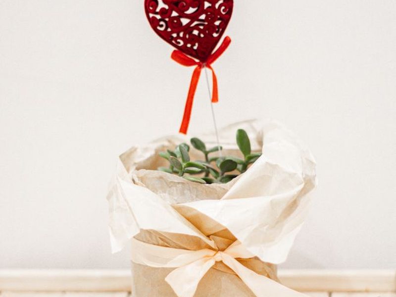 Plantita con moño lista para regalar